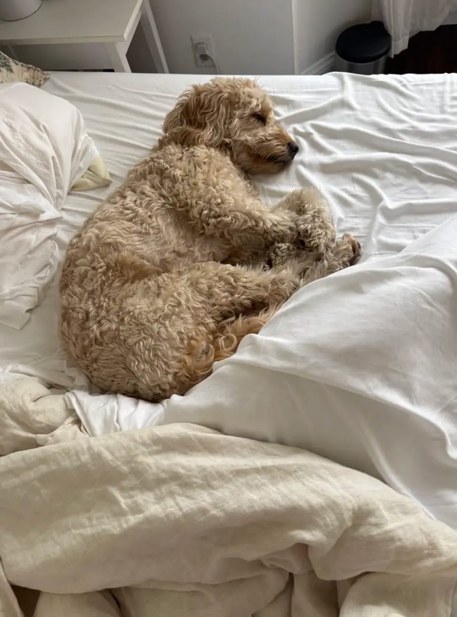 Customer photo review of Bamboo Bedding Deluxe Set