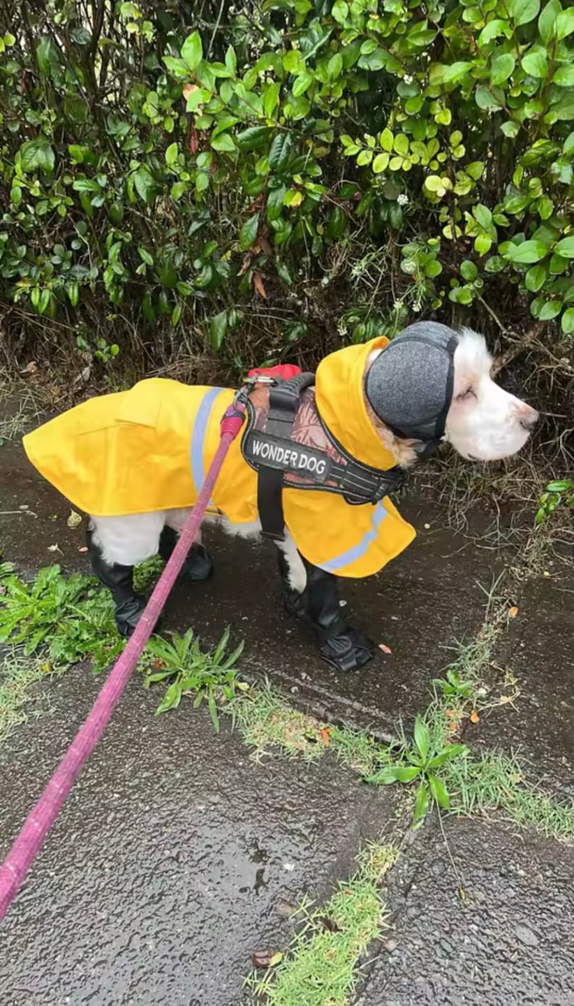 Customer photo review of Calming Dog Ear Muffs