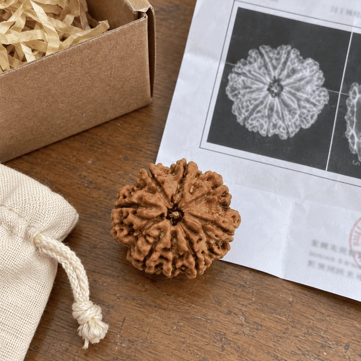 Customer photo review of 8 Mukhi Rudraksha (Nepali)