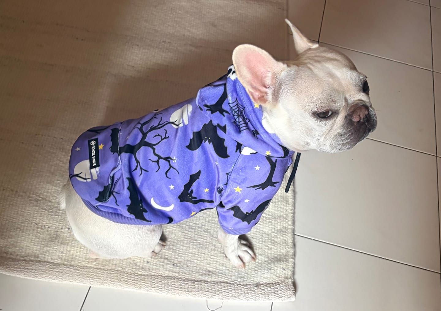 Customer photo review of Halloween Dog Hoodie - Purple