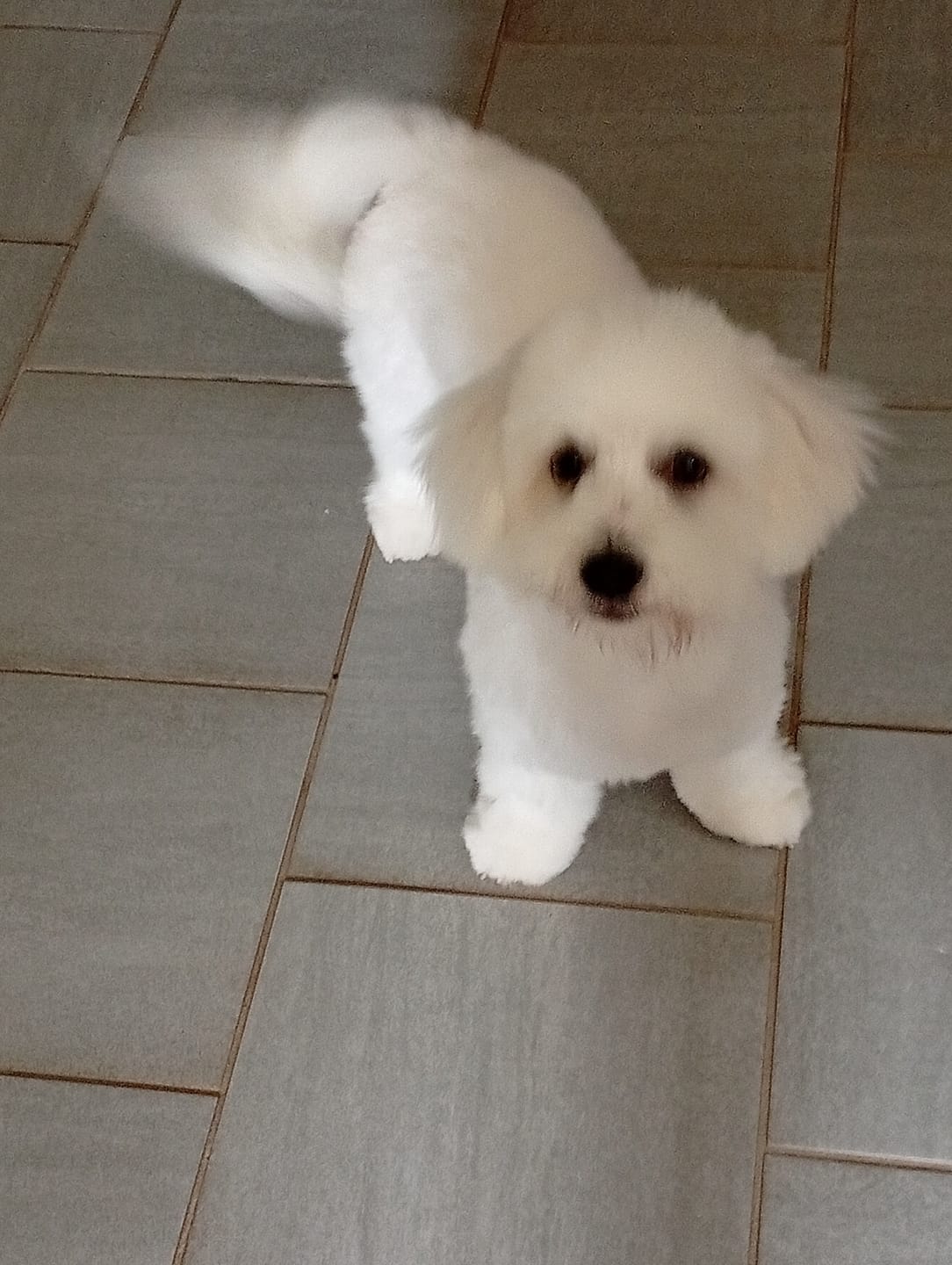 Customer photo review of Collier Anti Aboiement Sans choc Electrique PuppySafe™