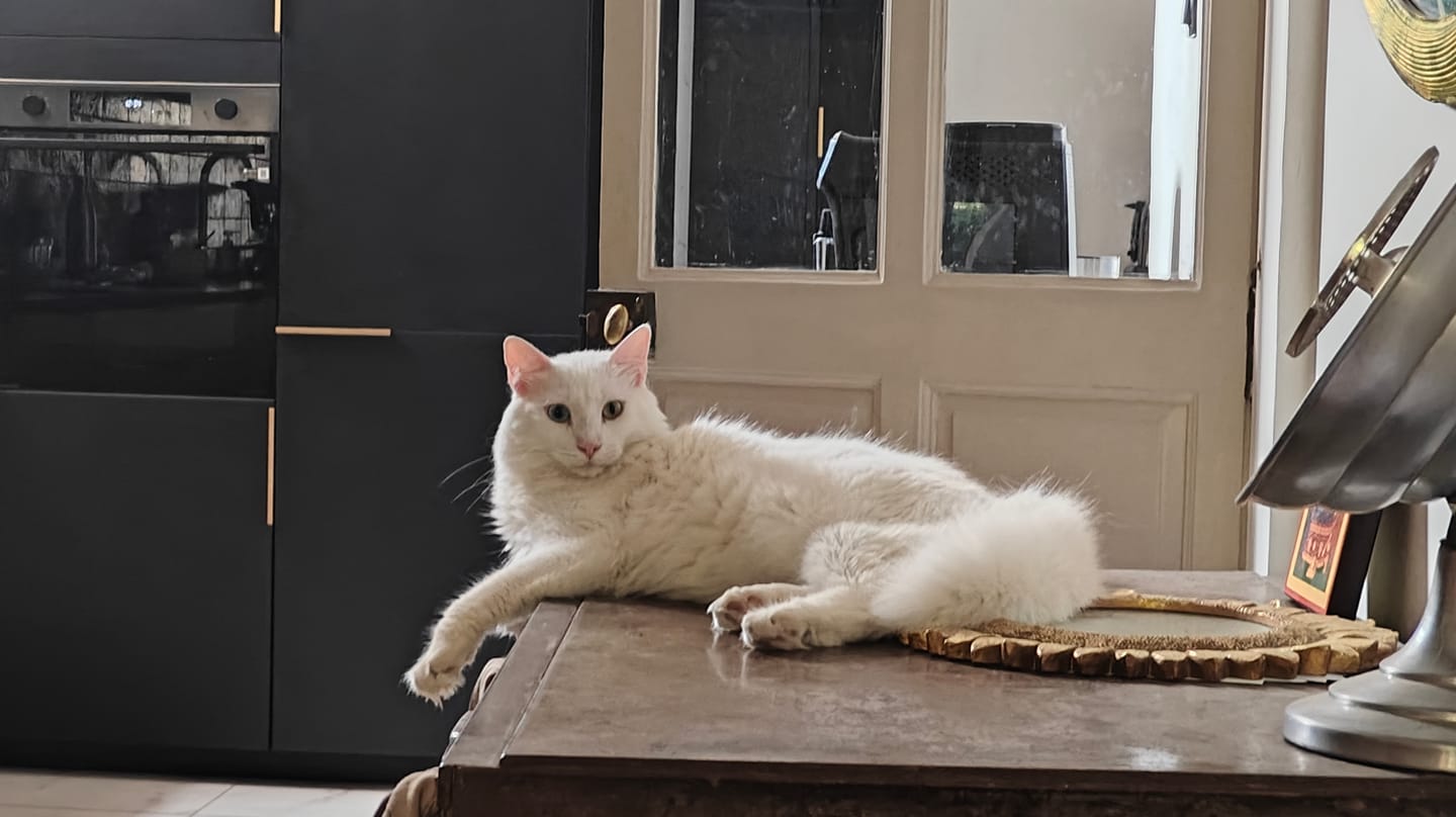 Customer photo review of Pâtée Saumon & Légumes (x16) - Chat