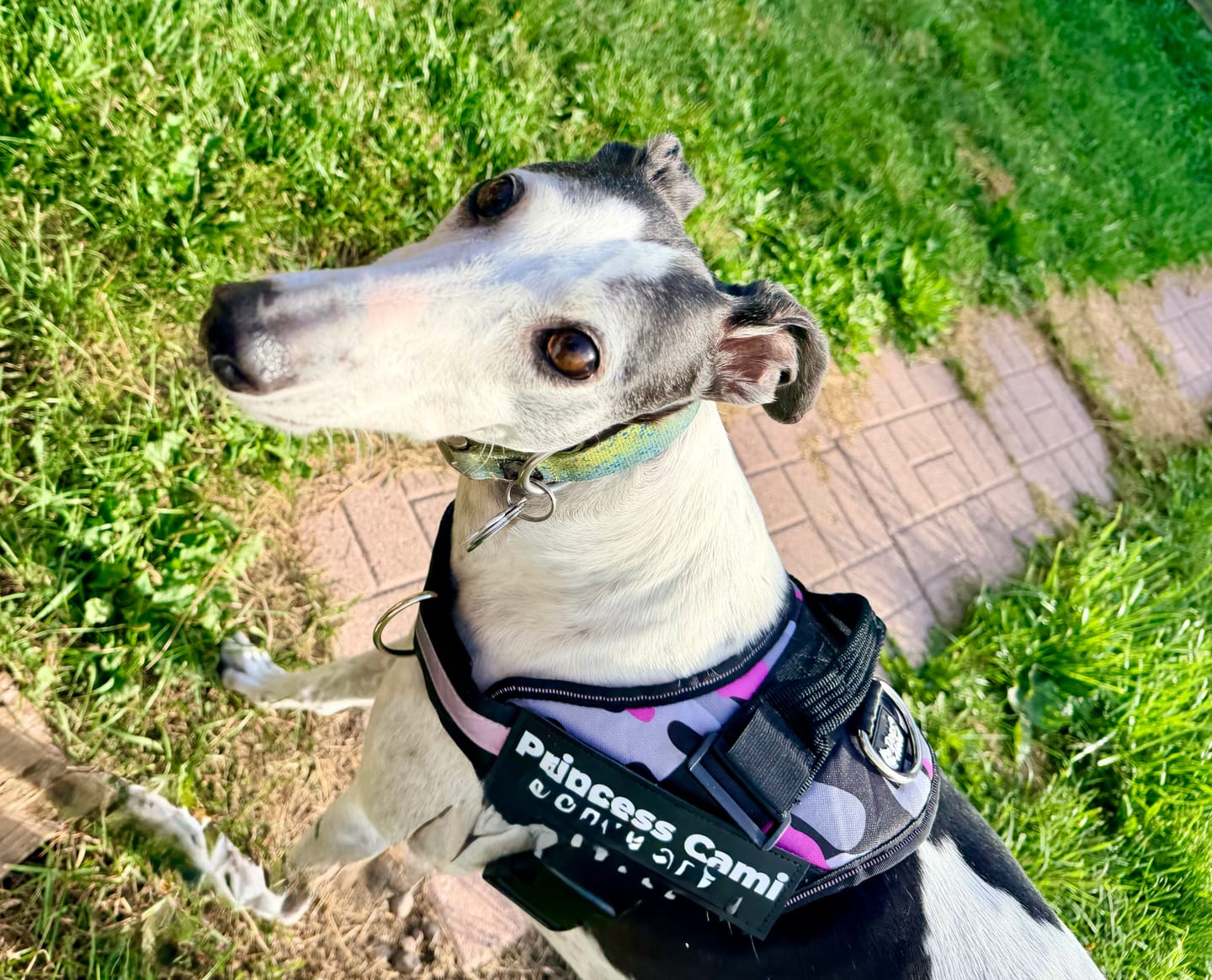 Customer photo review of Dogshood ™ No Pull Harness