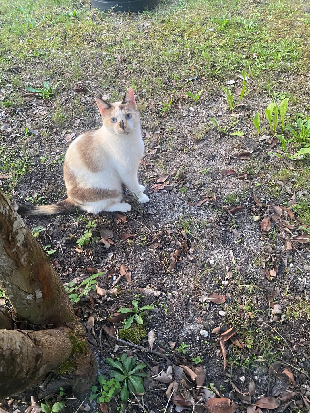 Customer photo review of Croquettes Poulet Dinde pour Chat - 6. 5684 Mig