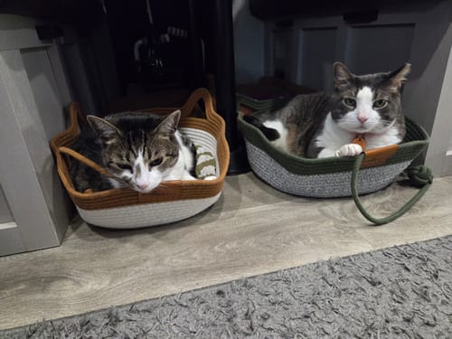 Customer's two cats resting in separate brown and green Instinct Basket rope beds on the floor.