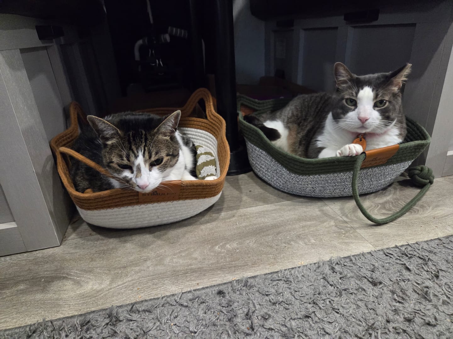Customer photo review of Instinct Basket | Meet the first research-backed natural territory for indoor cats