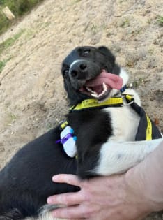 Customer photo review of Pawbooster | Spine & Disc Powder