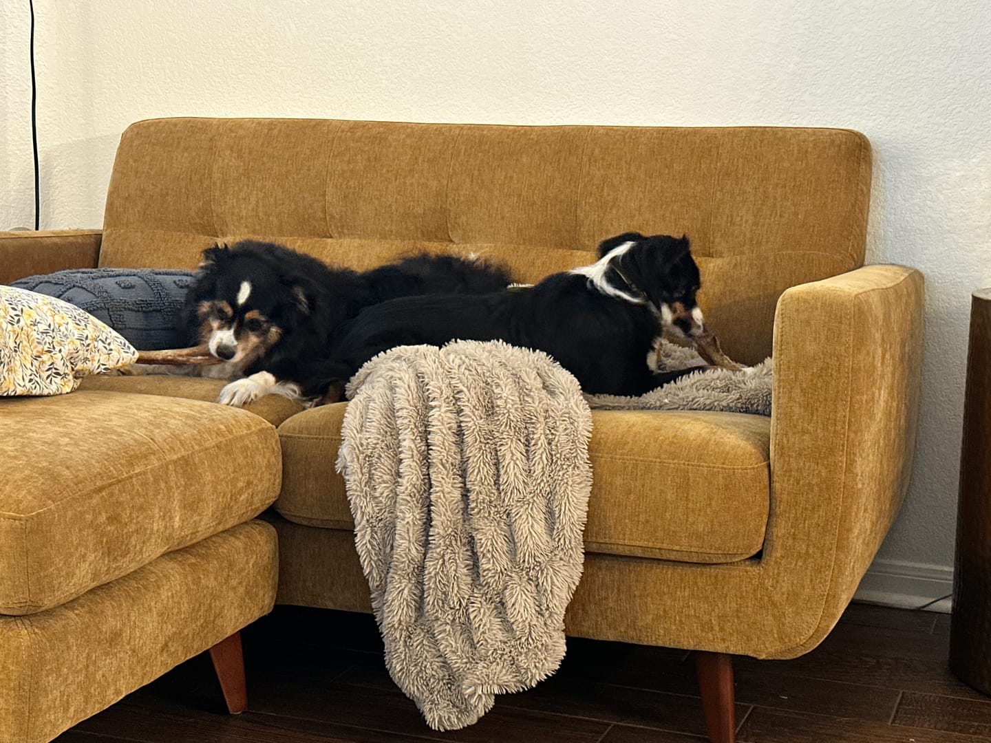 Customer photo review of 6-Inch Monster Bully Sticks — Extra-Thick, 100% Beef, Odor-Free Chew