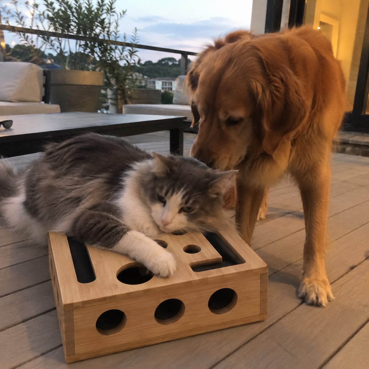 Customer photo review of SoftPaw™ Claw Care Box