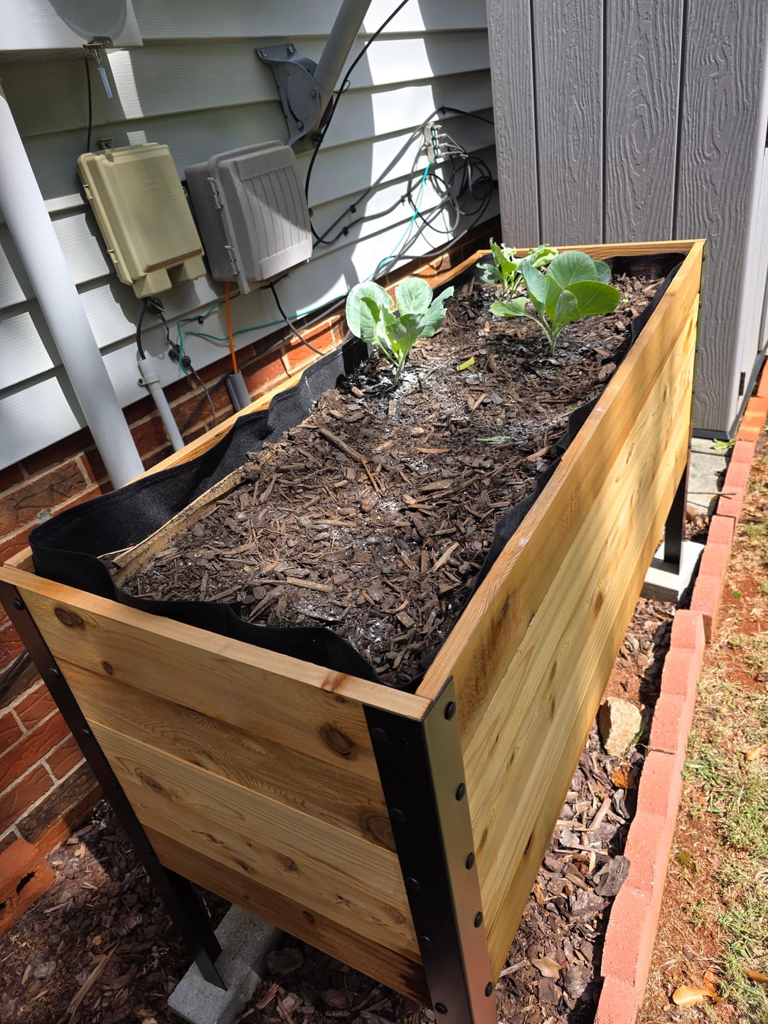 Customer photo review of 18″ x 48″ Deep Root Raised Garden Bed - 30″ TALL / Garden Grade