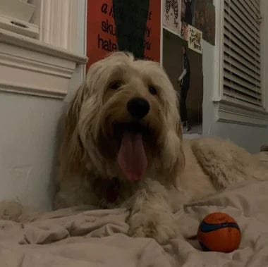 Customer photo review of Pawbooster | Spine & Disc Powder
