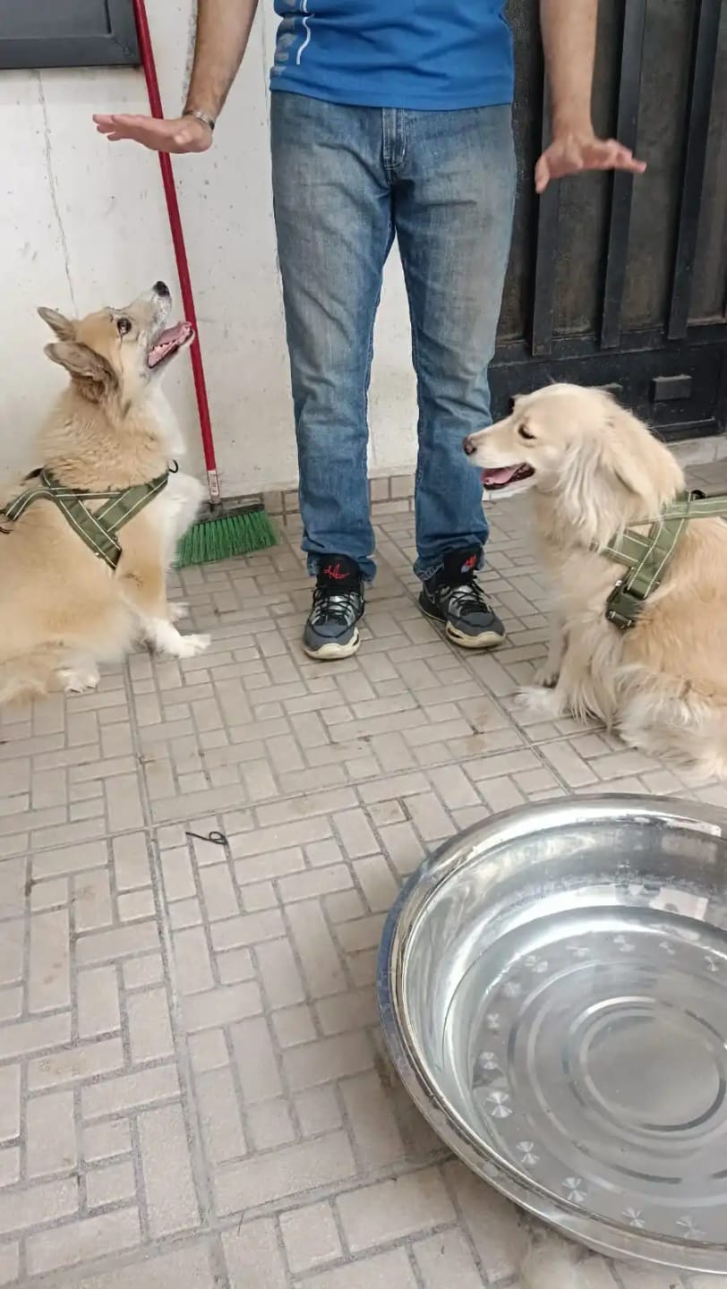 Customer photo review of Harnais anti-traction pour chien - KANINE