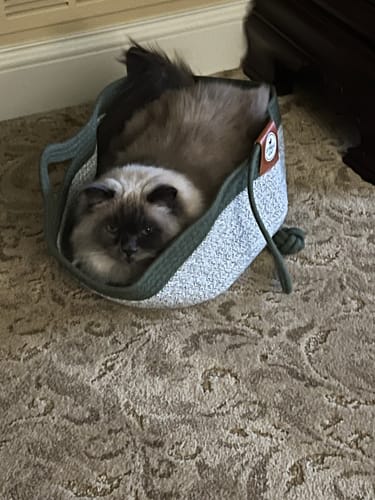 Customer's Ragdoll cat resting inside a round, textured Instinct Basket on a carpeted floor.