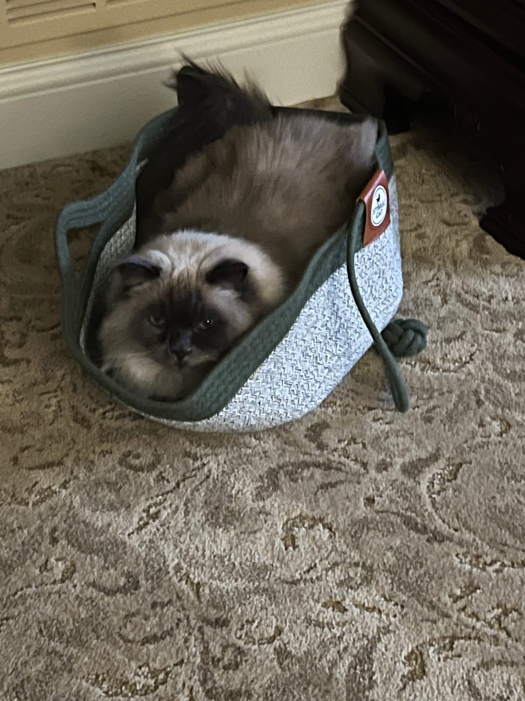 Customer photo review of Instinct Basket | Meet the first research-backed natural territory for indoor cats
