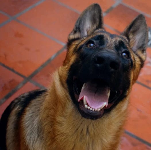 Customer photo review of Pawbooster | Spine & Disc Powder