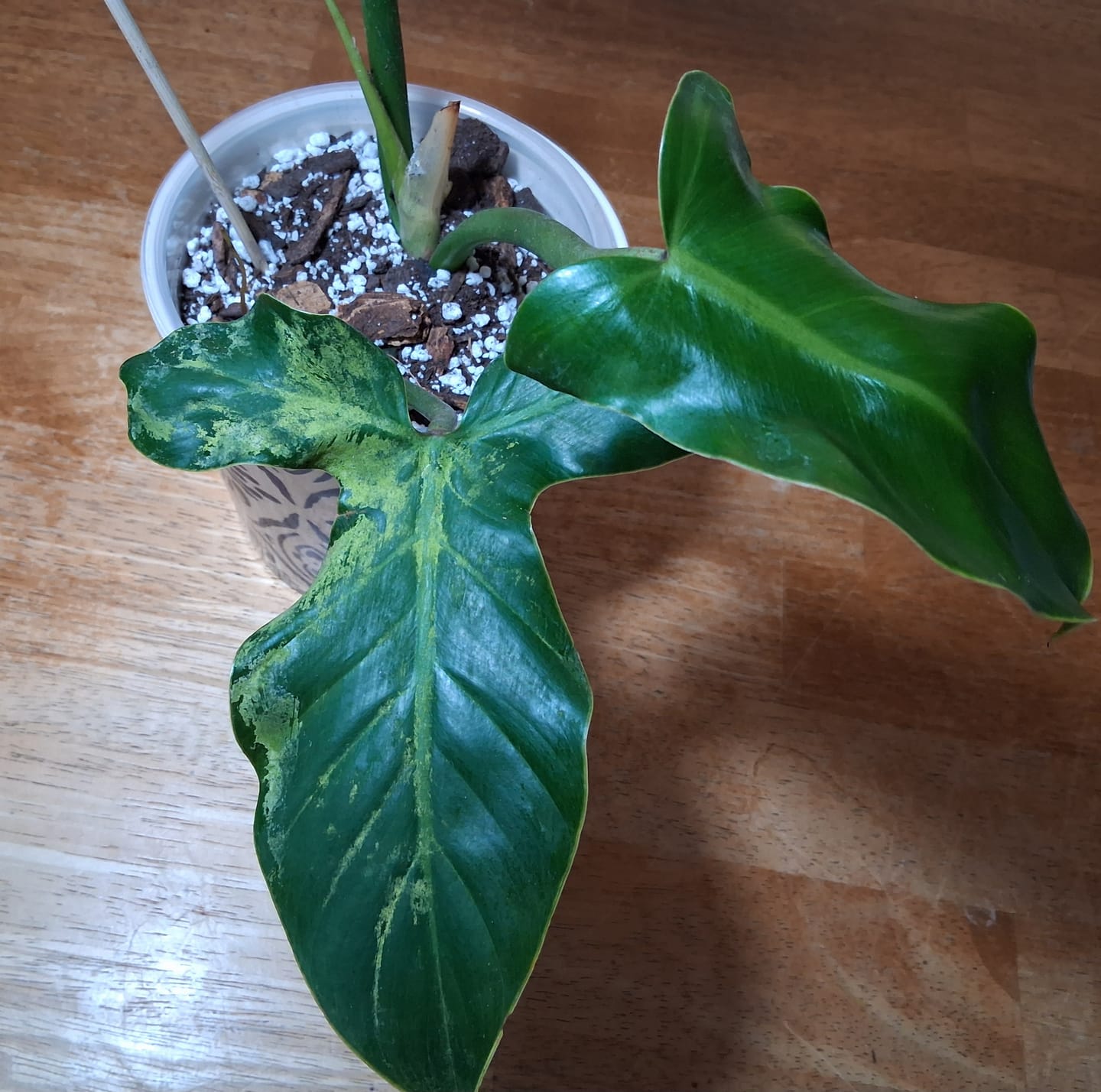 Customer photo review of Philodendron barrosoanum