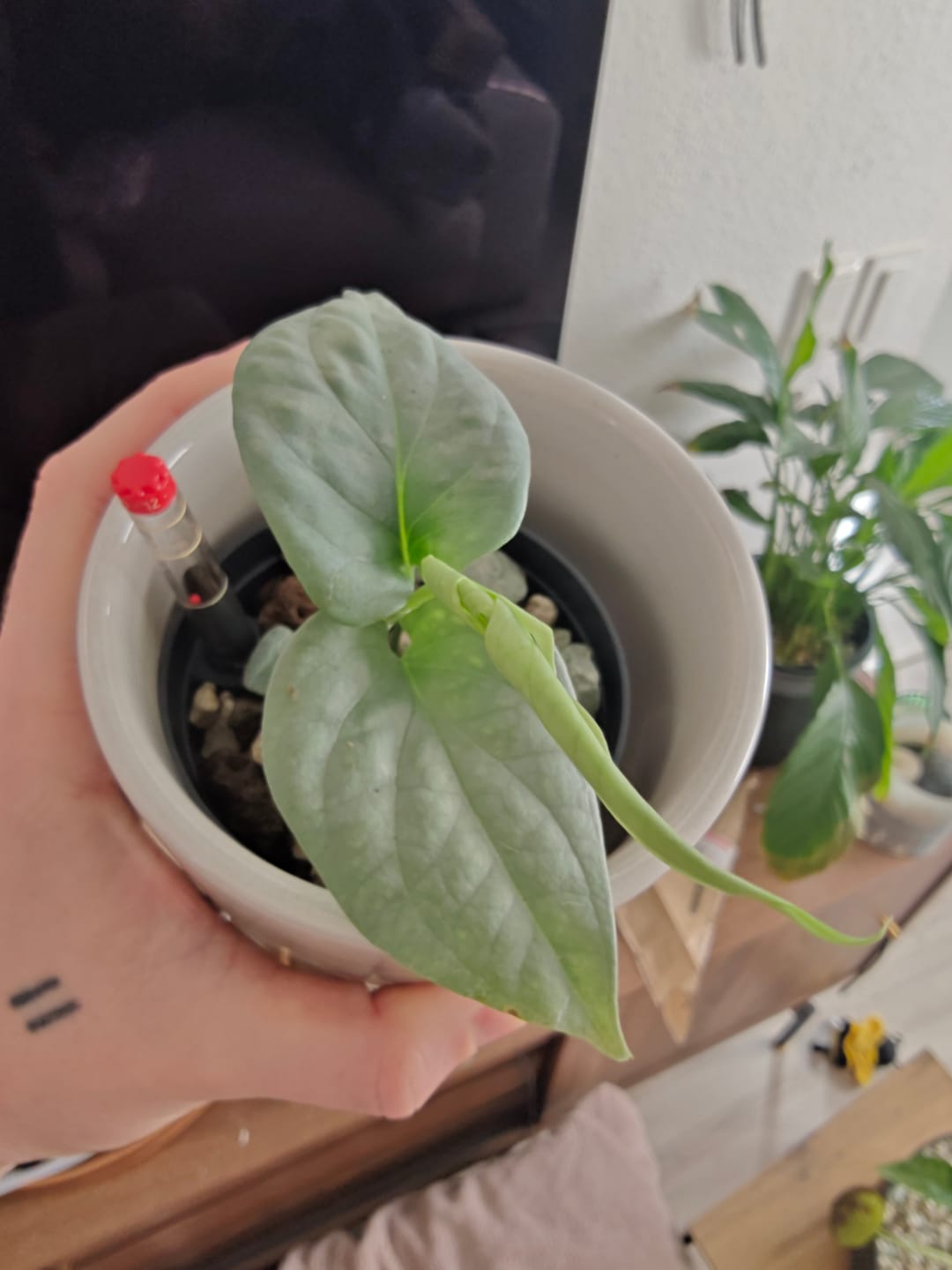 Customer photo review of MONSTERA AMYDRIUM MEDIUM SILVER