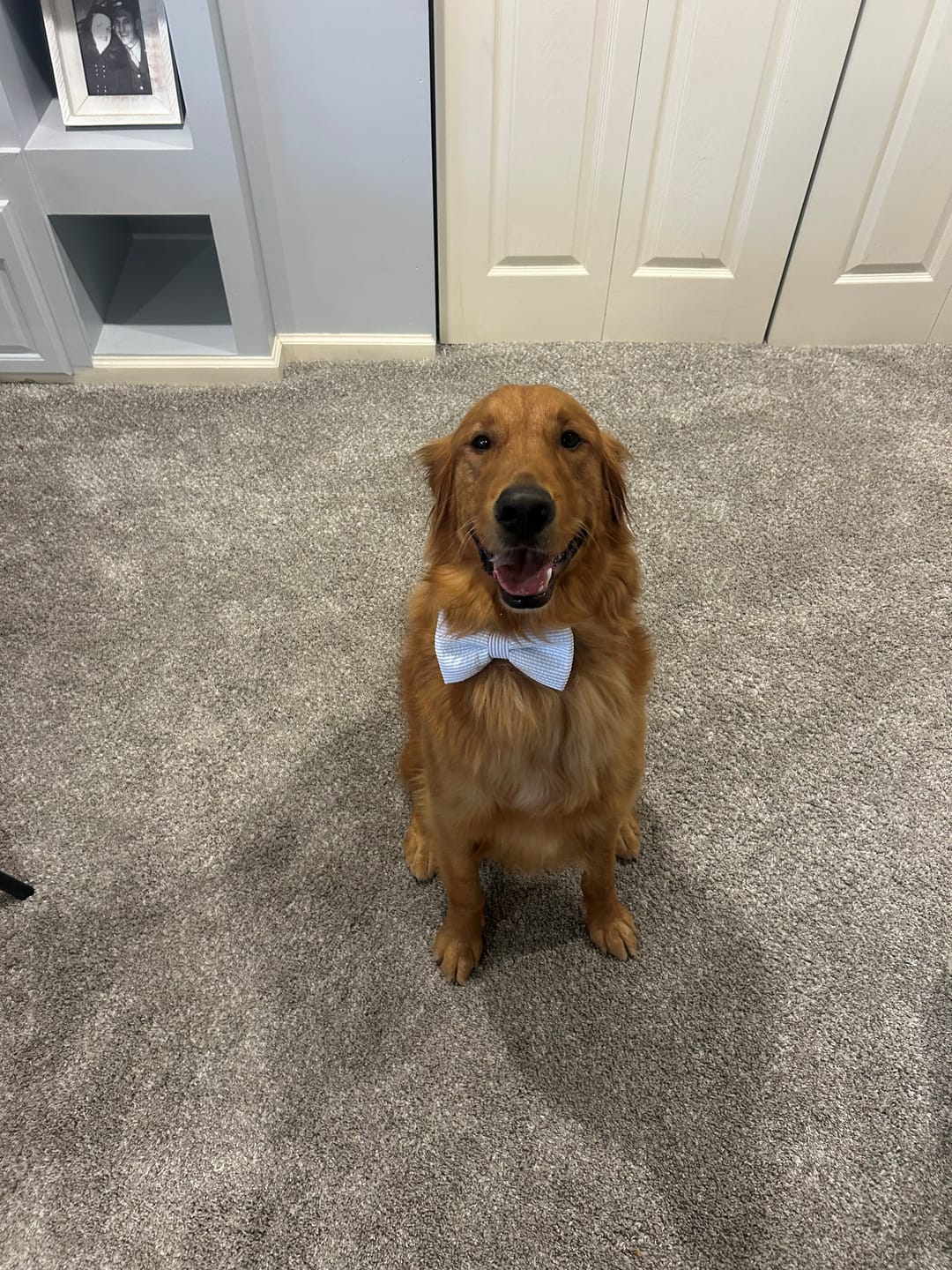 Customer photo review of Light Blue Seersucker Dog Bow Tie or Cat Bow Tie