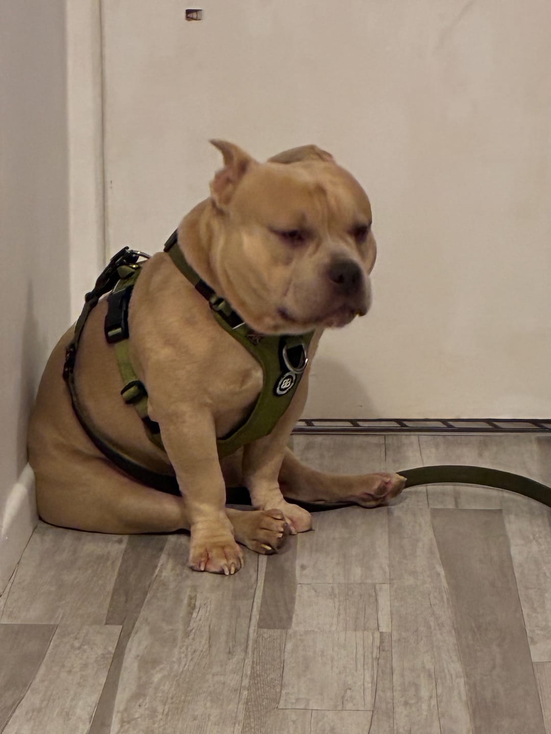 Customer photo review of Anti Pull Hurricane Harness Lighter | With Handle - Olive Green