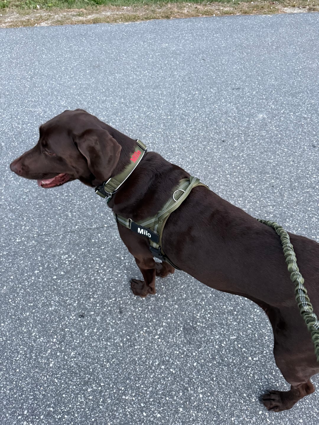 Customer photo review of Personalized Dog Walking Bundle