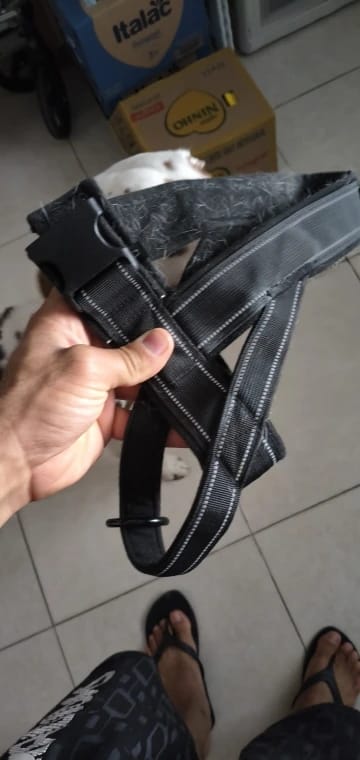 Customer photo review of Harnais anti-traction pour chien - KANINE