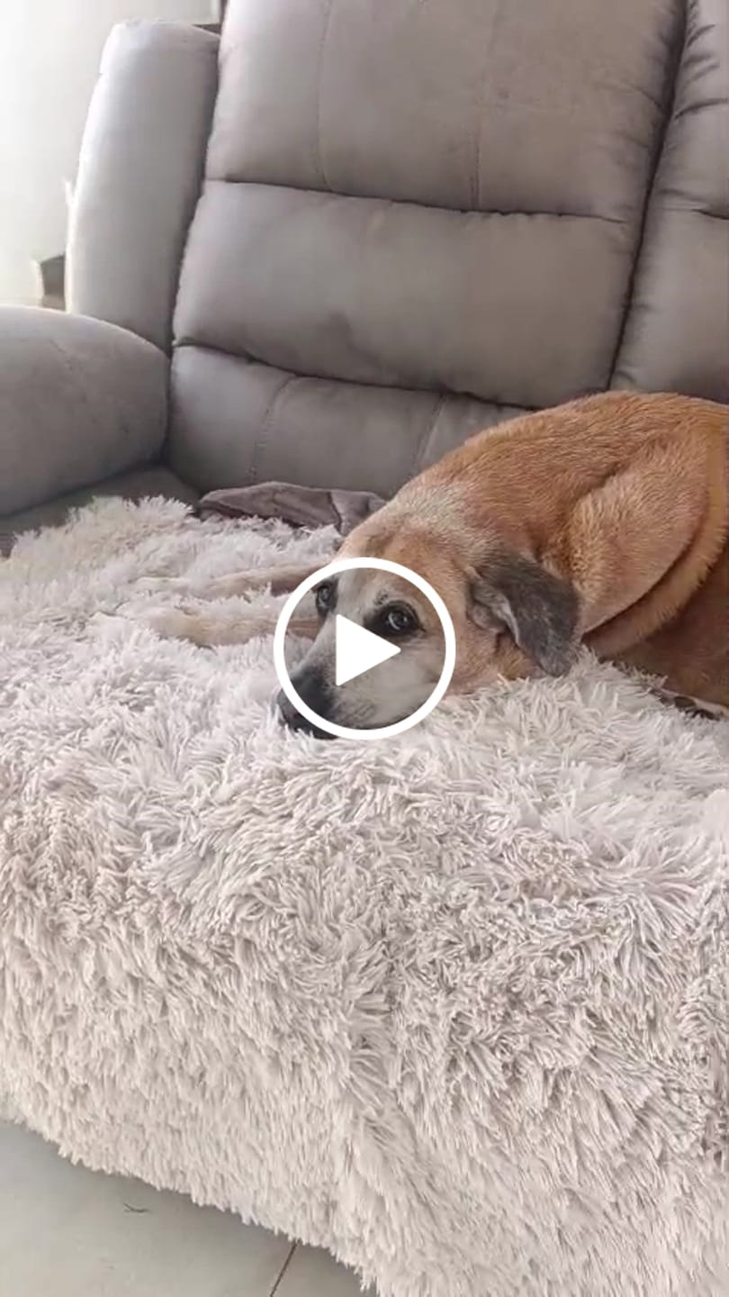Customer video review of Cobija Impermeable para Perros