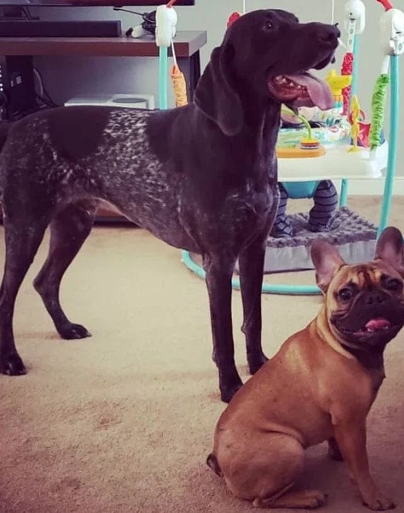 Customer photo review of Pawbooster | Spine & Disc Powder