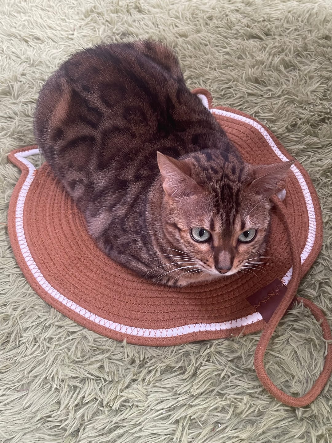 Customer photo review of Instinct Mat | The Scratching Mat Her Biology Actually Recognizes (NEW)
