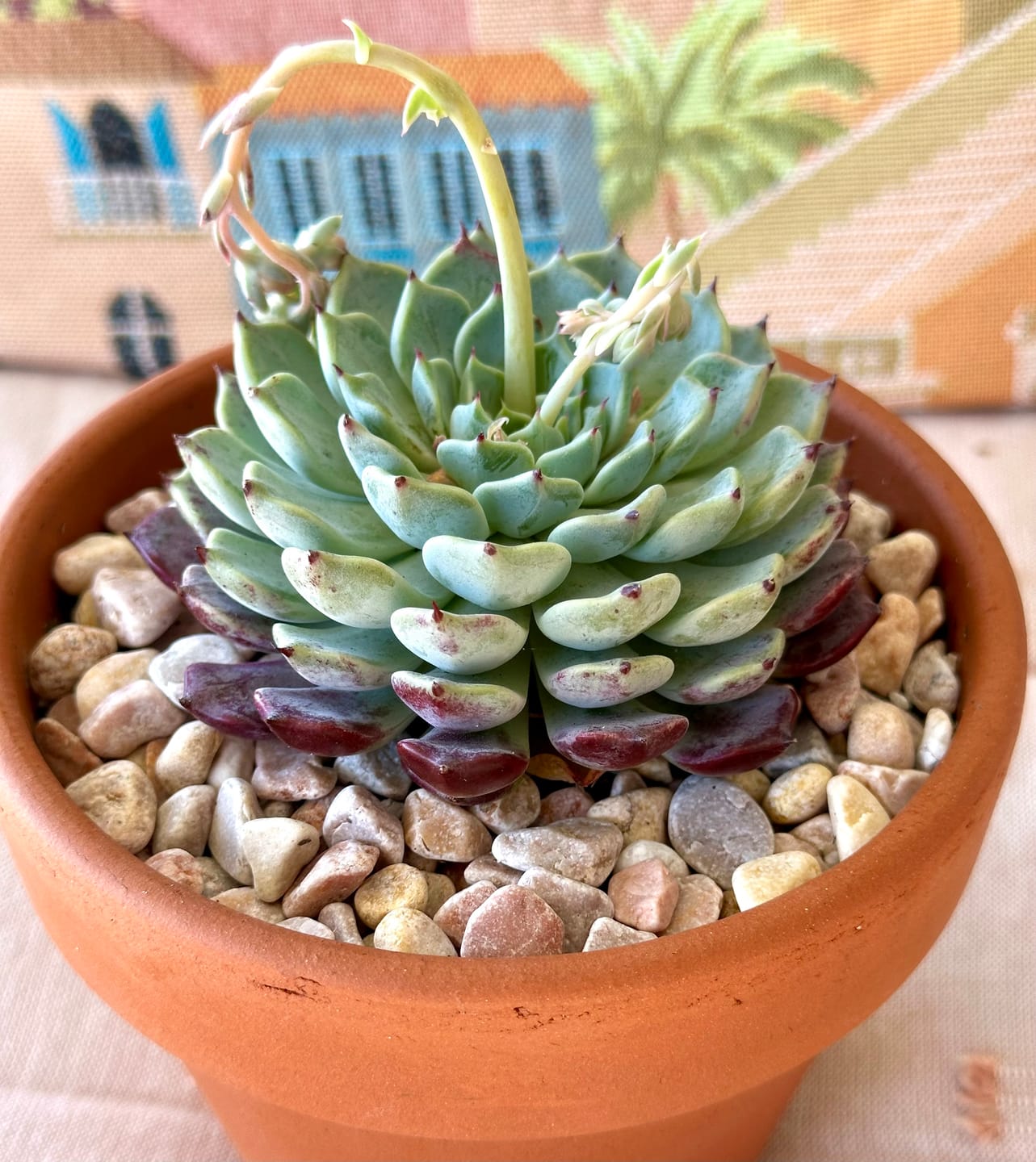 Customer photo review of Echeveria 'Sarahime Botan'