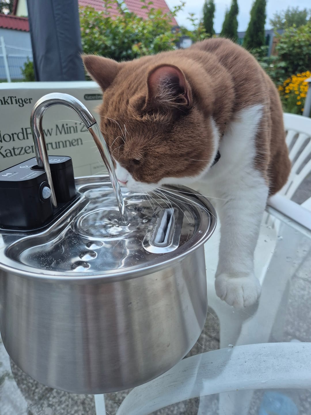 Customer photo review of NordFlow Mini 2.0 Katzenbrunnen