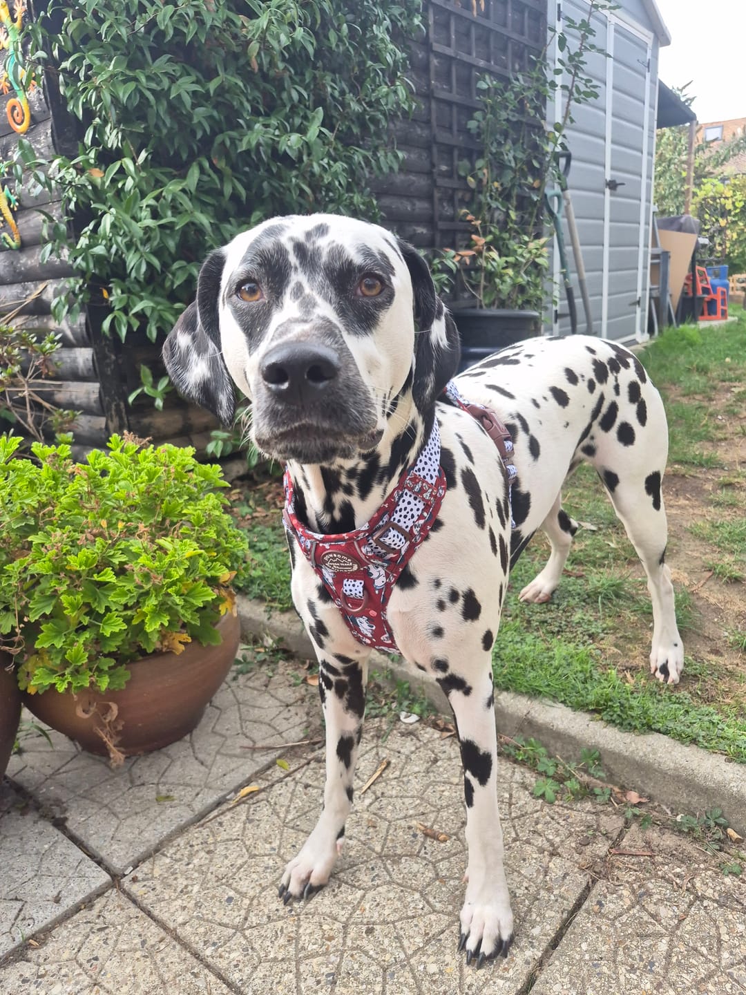 Customer photo review of Disney© Tough Trails™ Harness - 101 Dalmatians