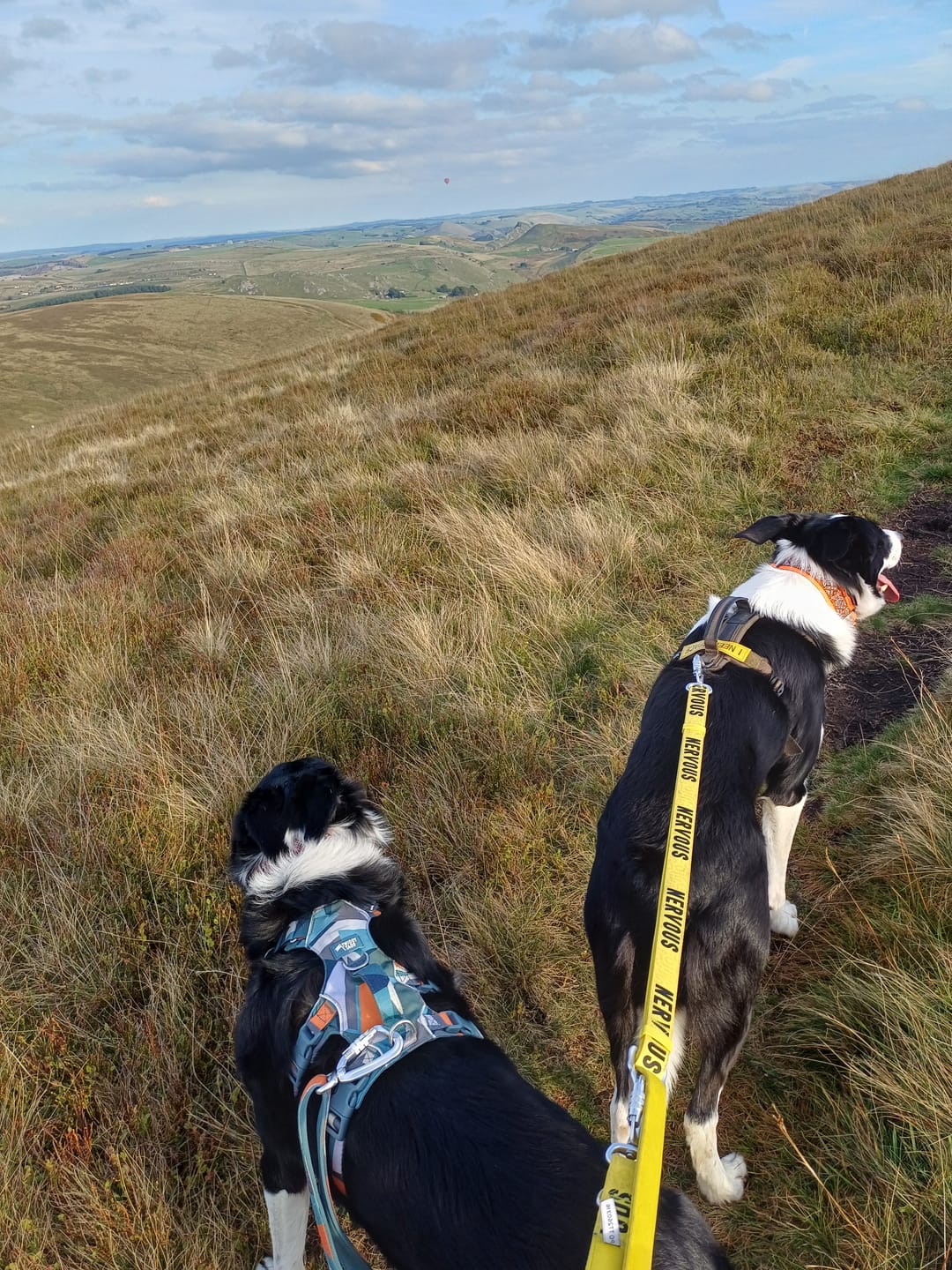 Customer photo review of Awareness Multi-Way Lead