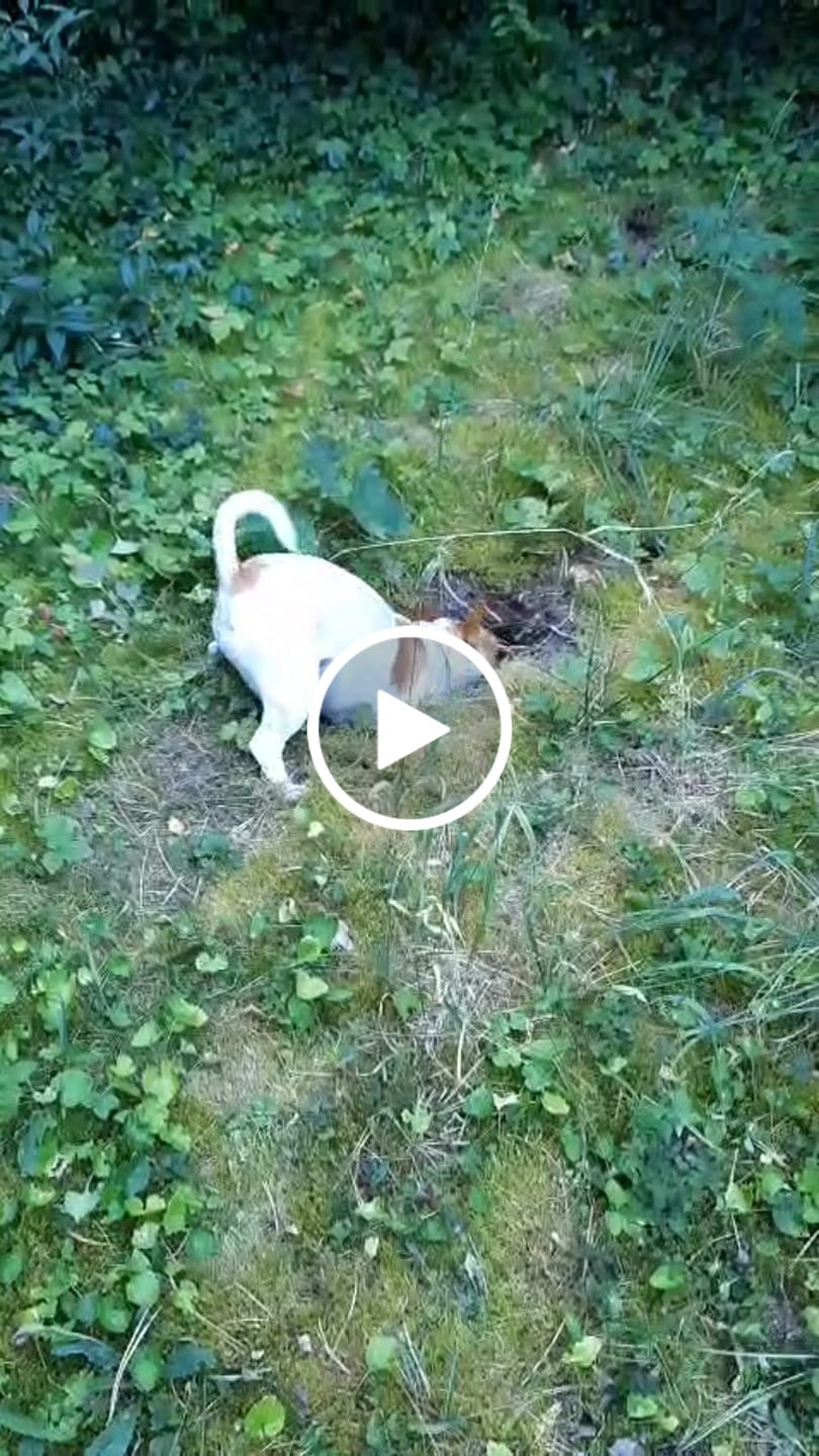 Customer video review of Wurmtest Plus Hund
