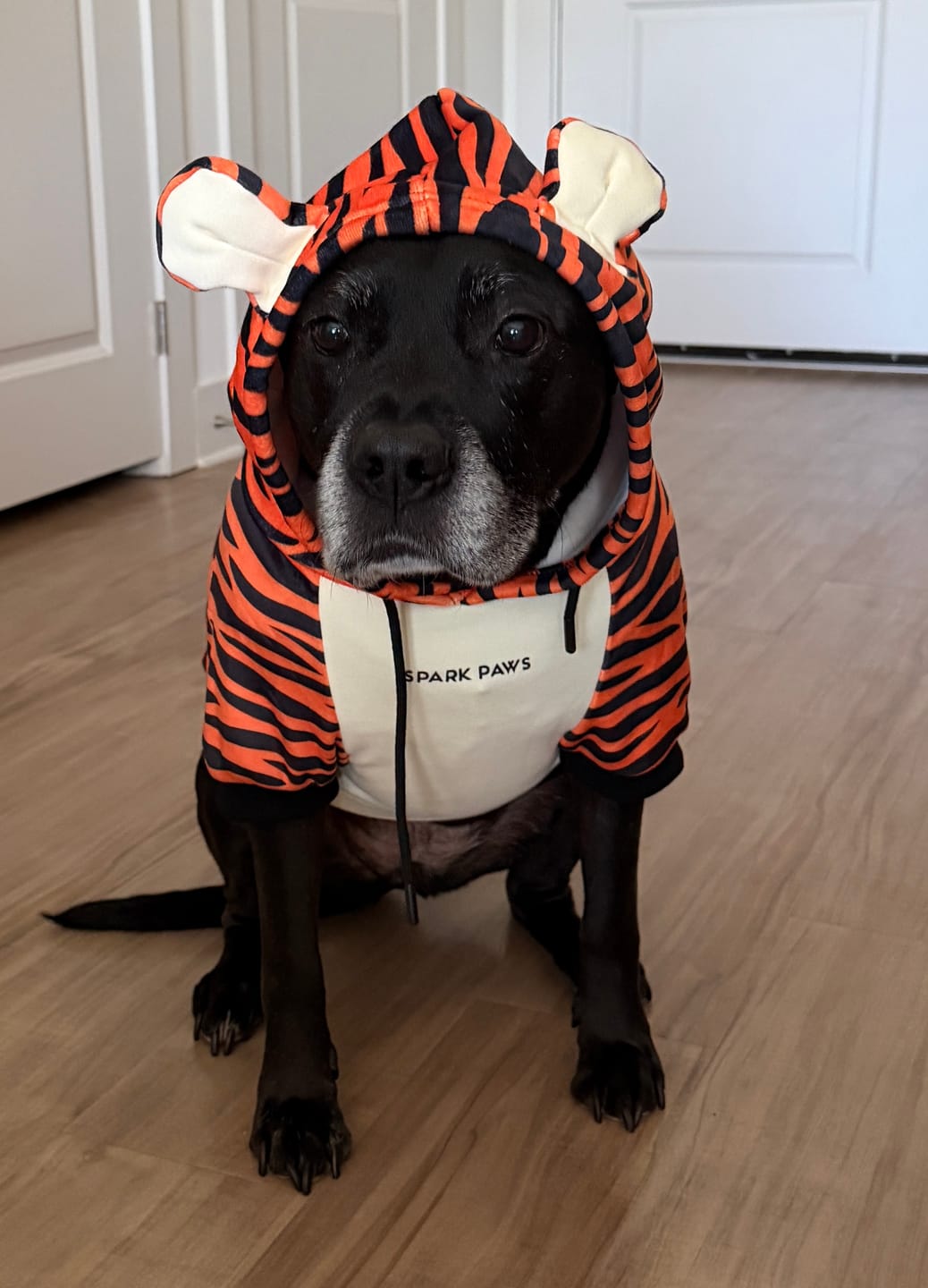 Customer photo review of Halloween Dog Hoodie - Tiger