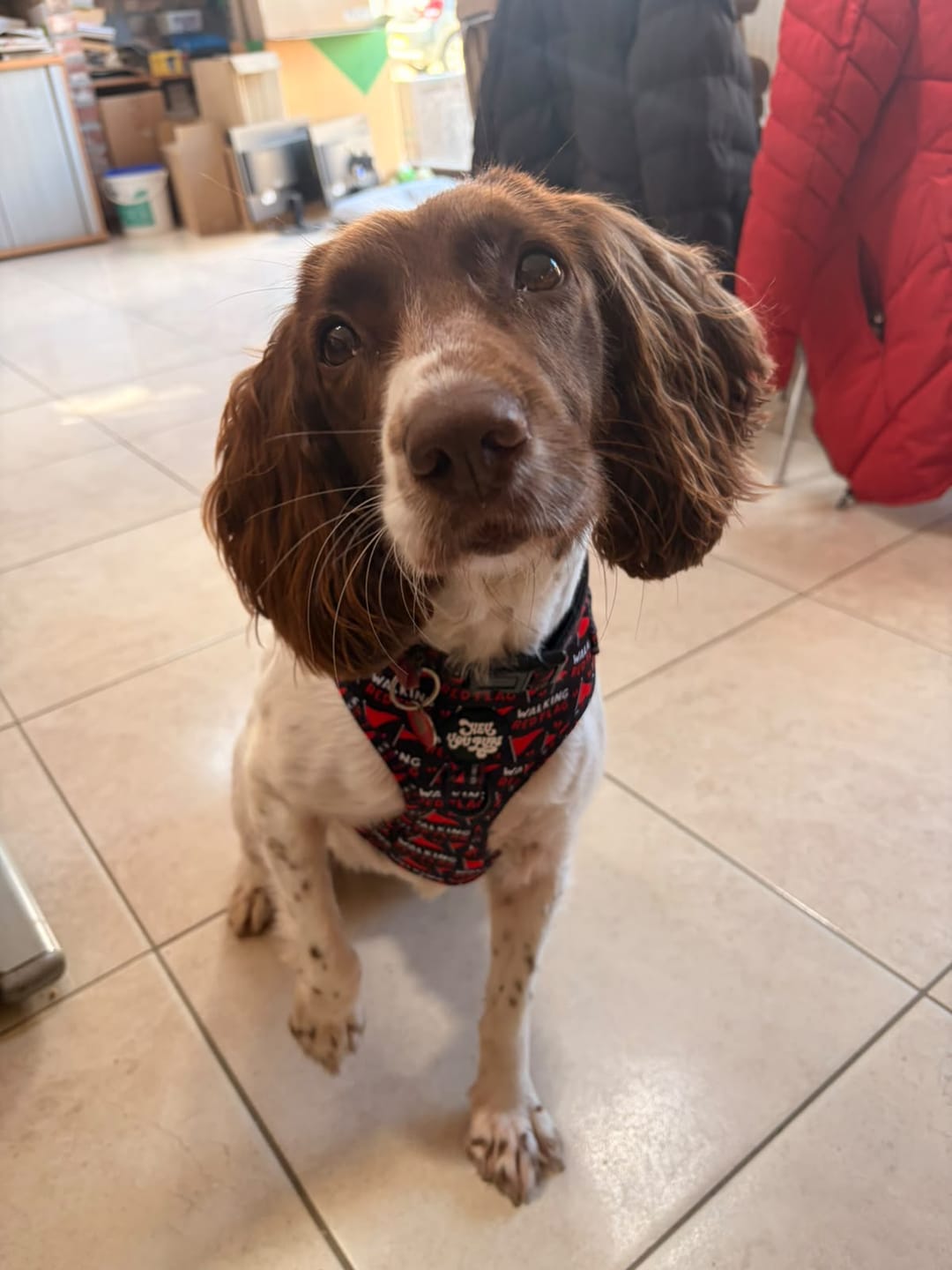 Customer photo review of Walking red flag harness - preorder