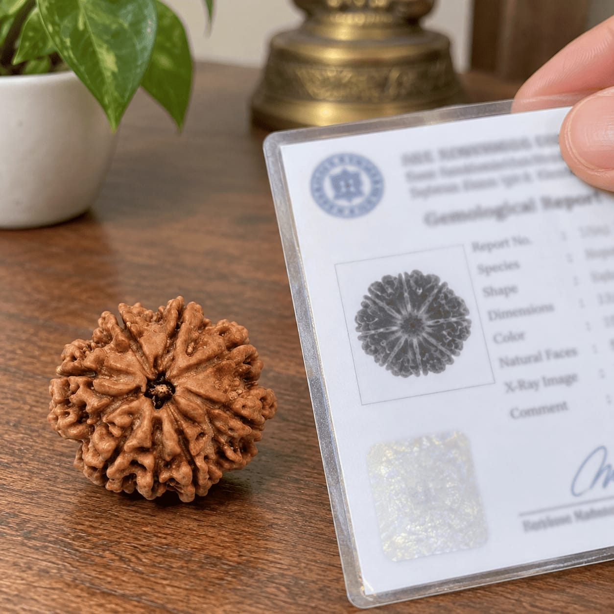 Customer photo review of 10 Mukhi Rudraksha (Nepali)