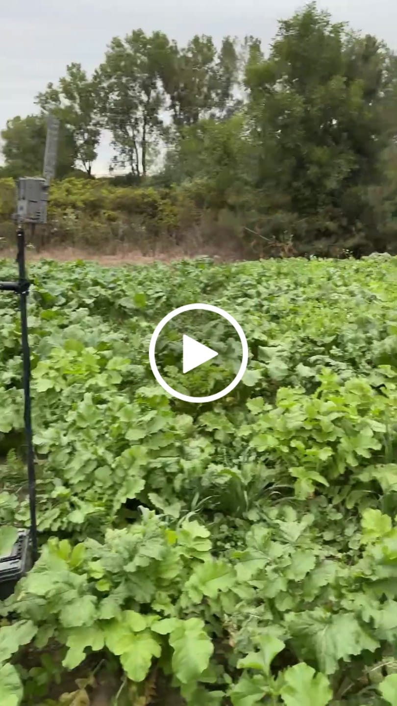 Customer video review of Show Stopper™ Food Plot Seed