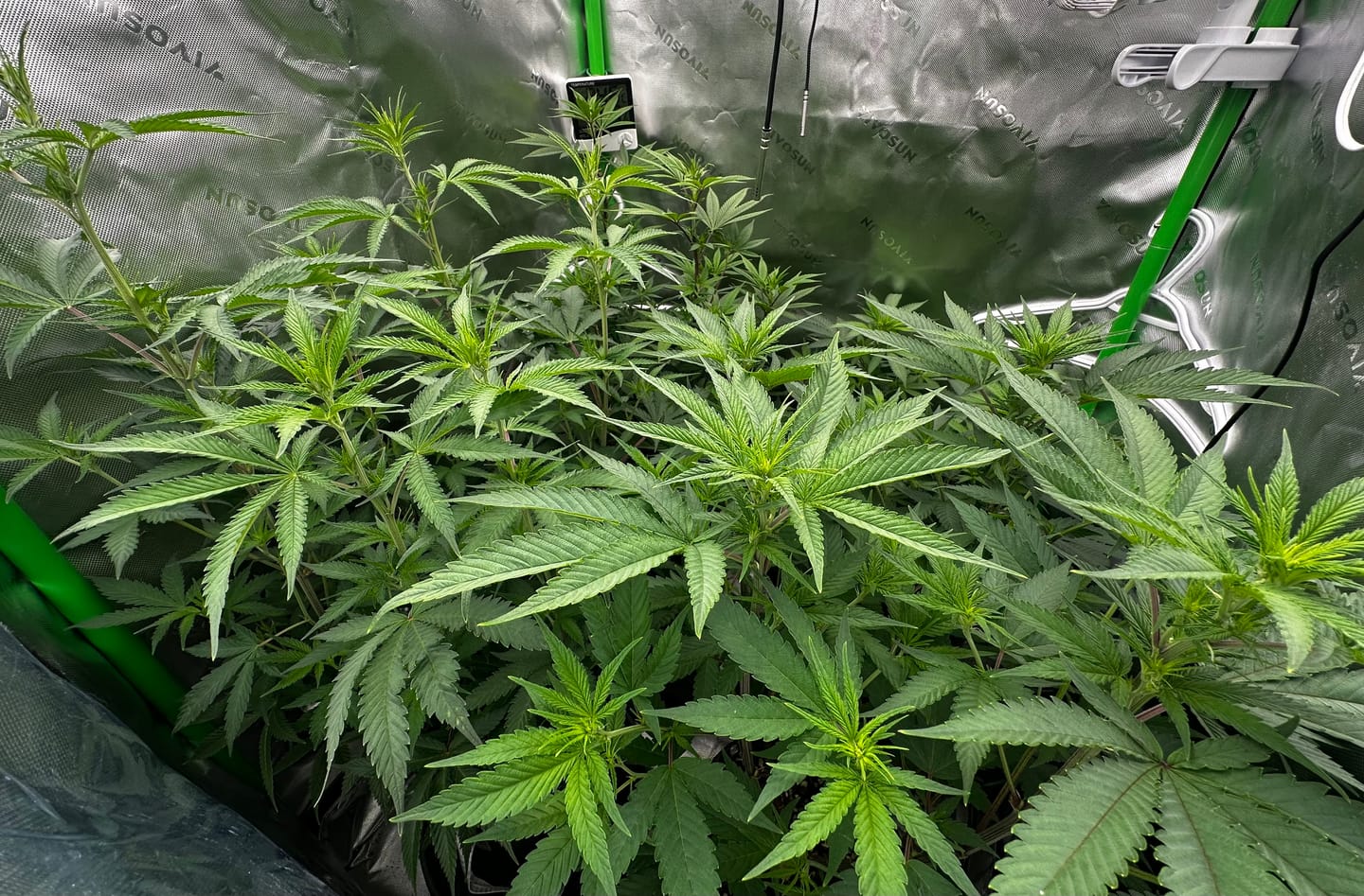 Customer photo review of GROW GENIUS MONO SILICIC