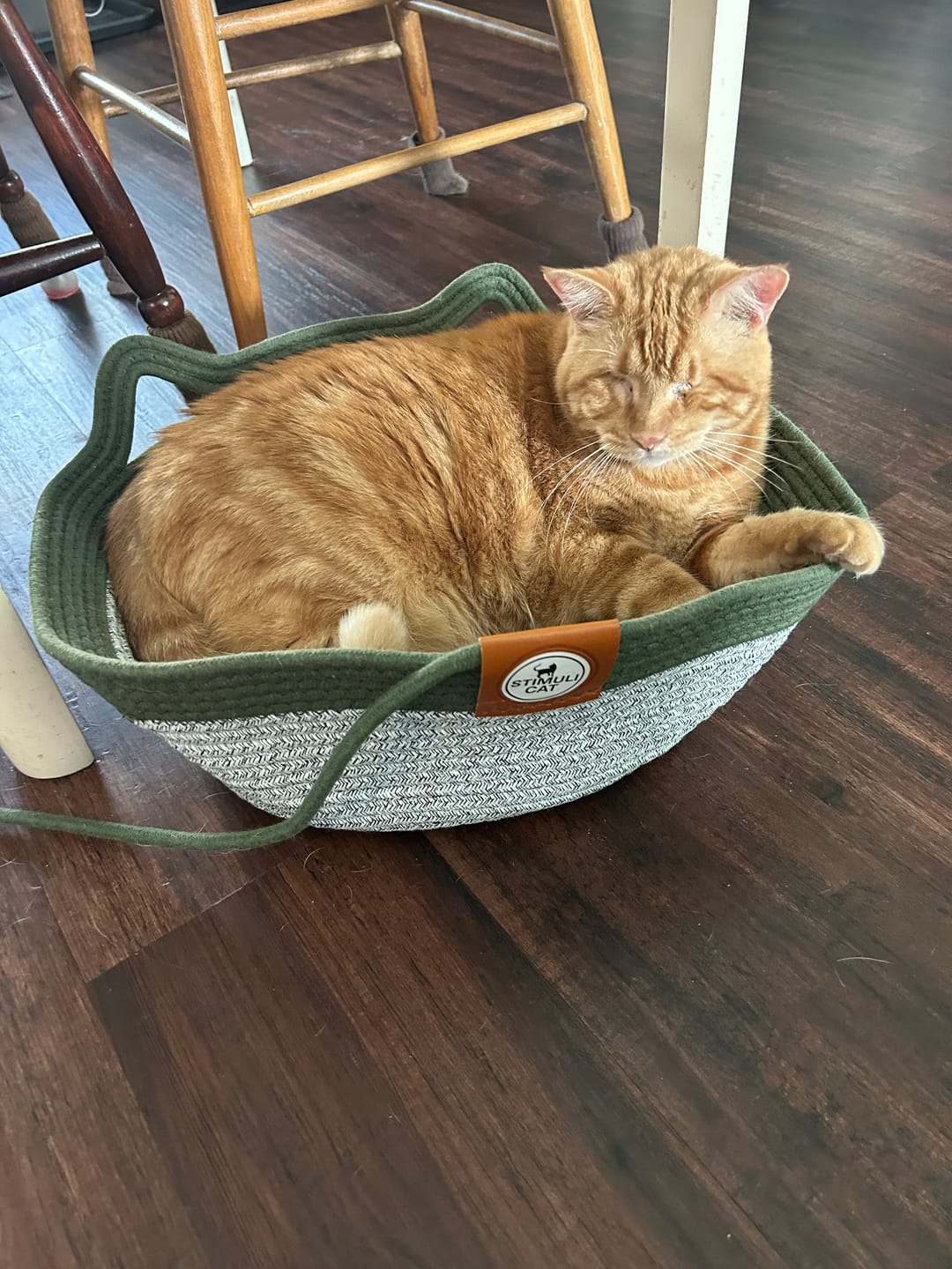 Customer photo review of Instinct Basket | Meet the first research-backed natural territory for indoor cats