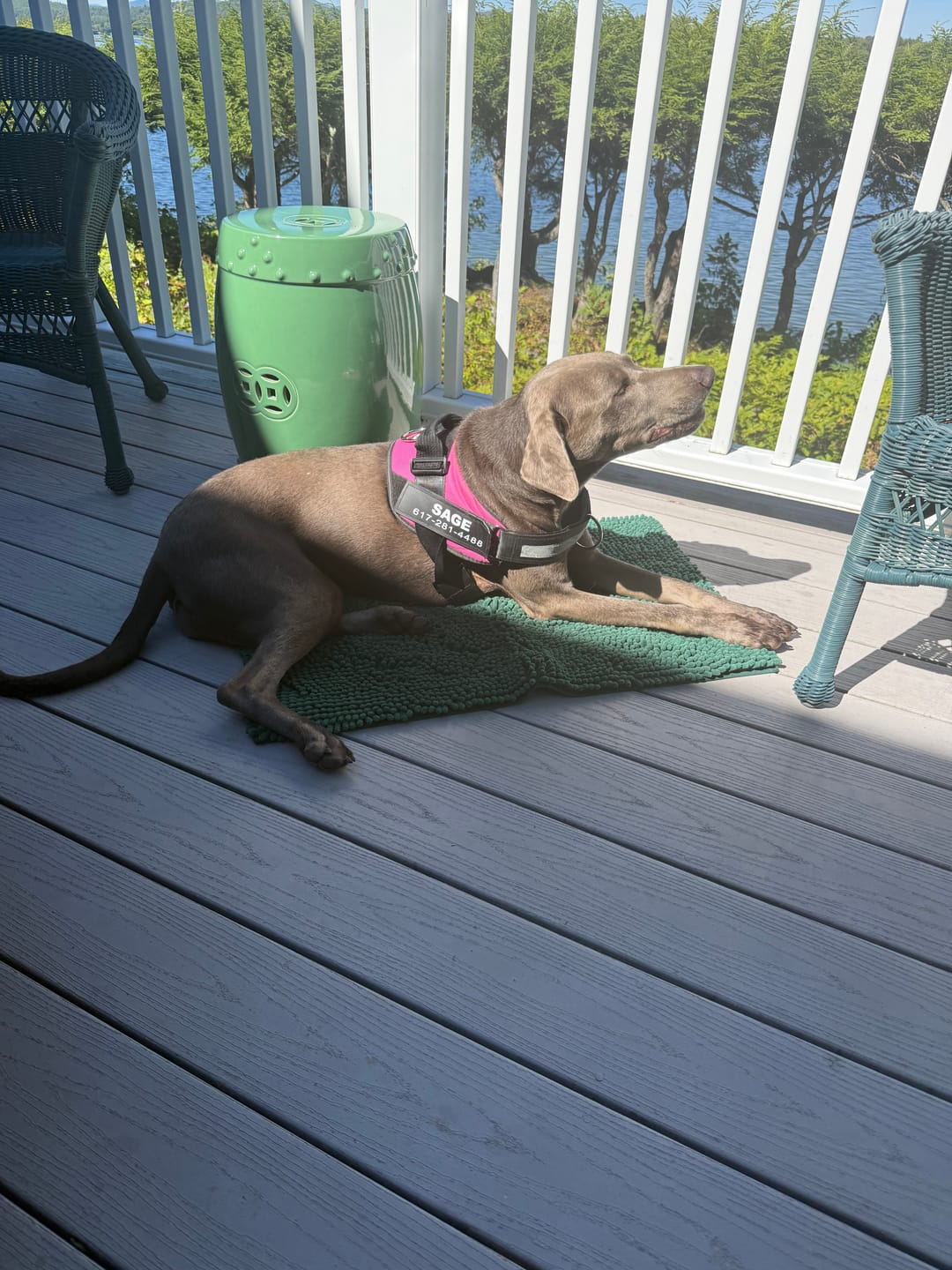 Customer photo review of Dogshood ™ No Pull Harness