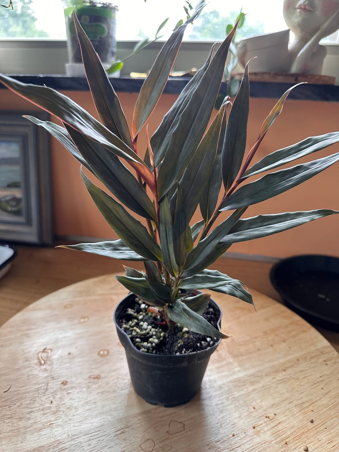 Customer photo review of Alpinia luteocarpa 'Red Rubin'