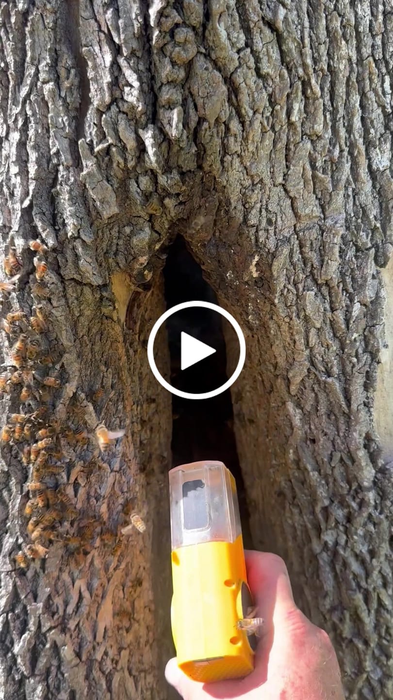 Customer video review of TechBee Smoker