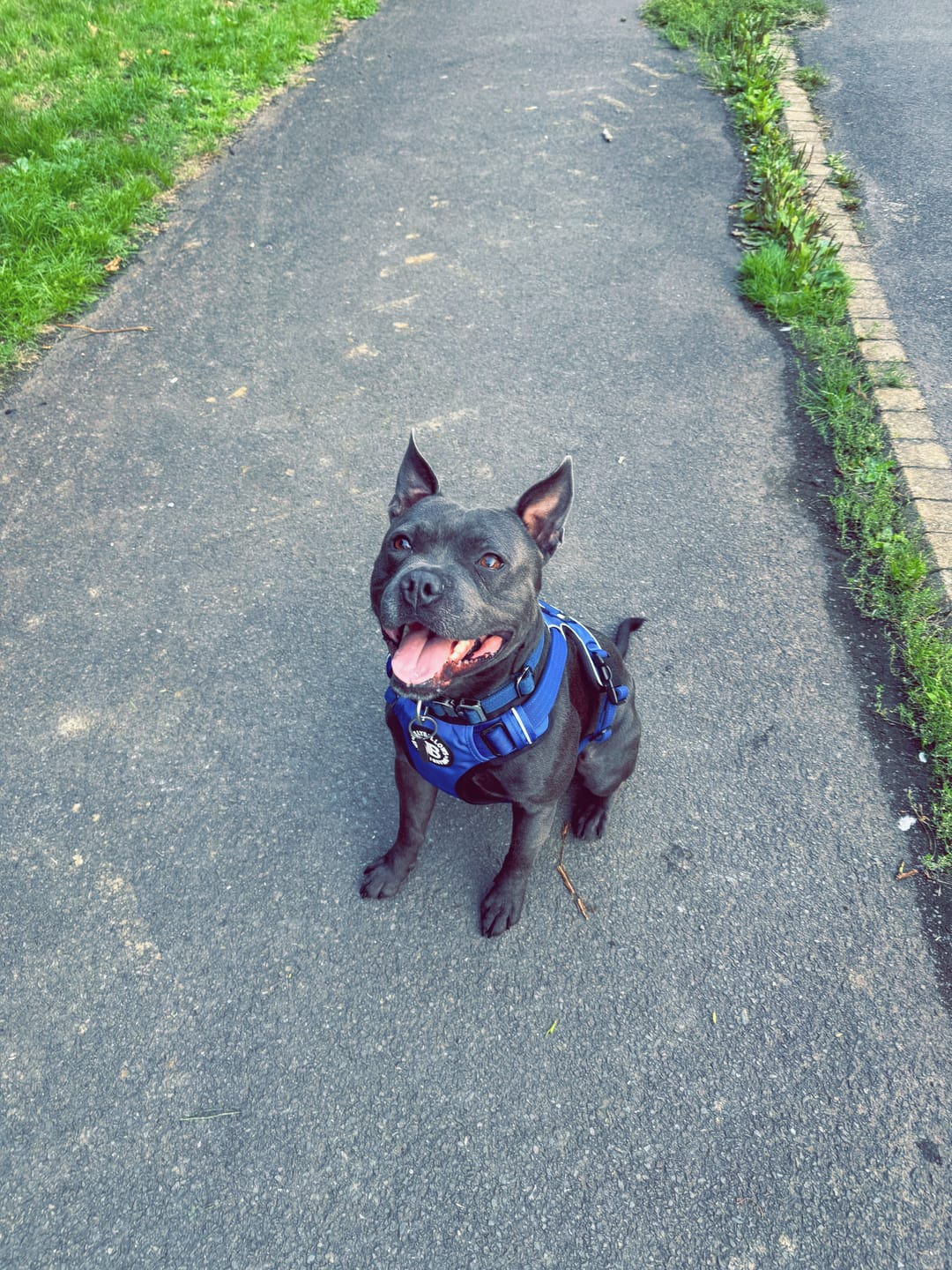 Customer photo review of Comfort Premium Harness | Non Restrictive - Blue