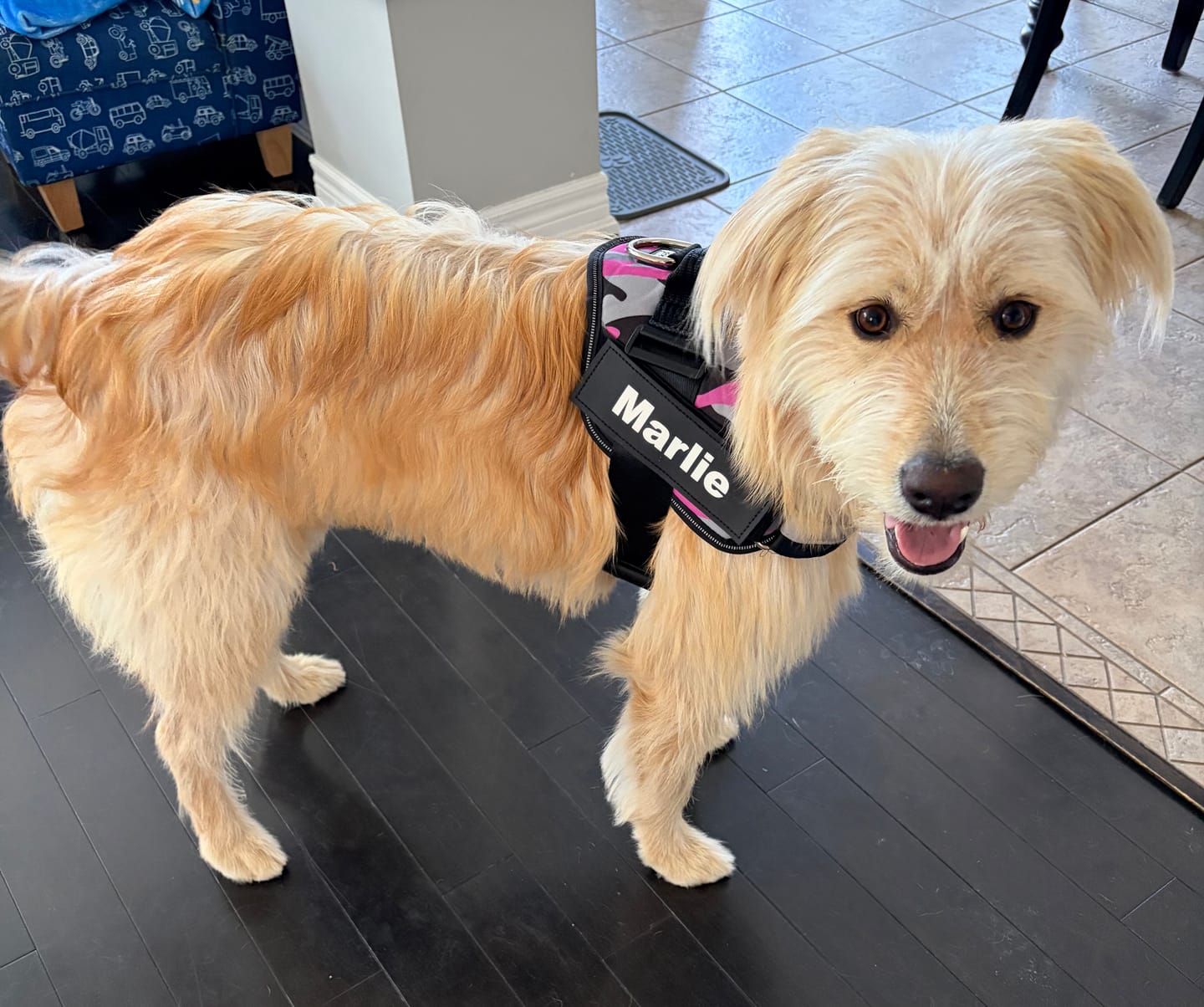 Customer photo review of Dogshood ™ No Pull Harness