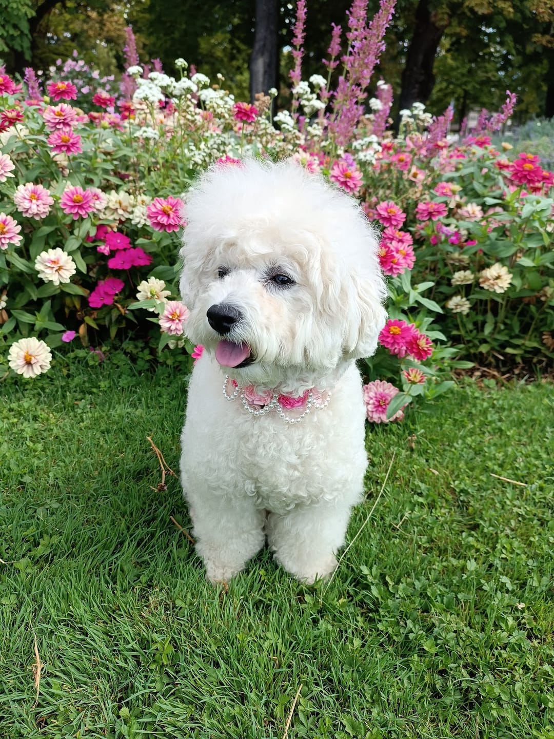 Customer photo review of Croquettes Poulet & Petit Pois - Chien Petite Race
