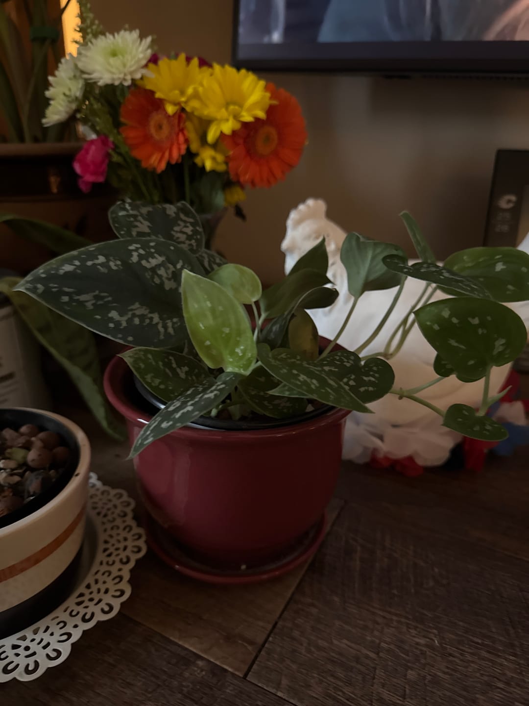 Customer photo review of Silver Satin Pothos Live Houseplant - Scindapsus Pictus Argyraeus - Silver Pothos Plant - Easy Care Low-Light Houseplant