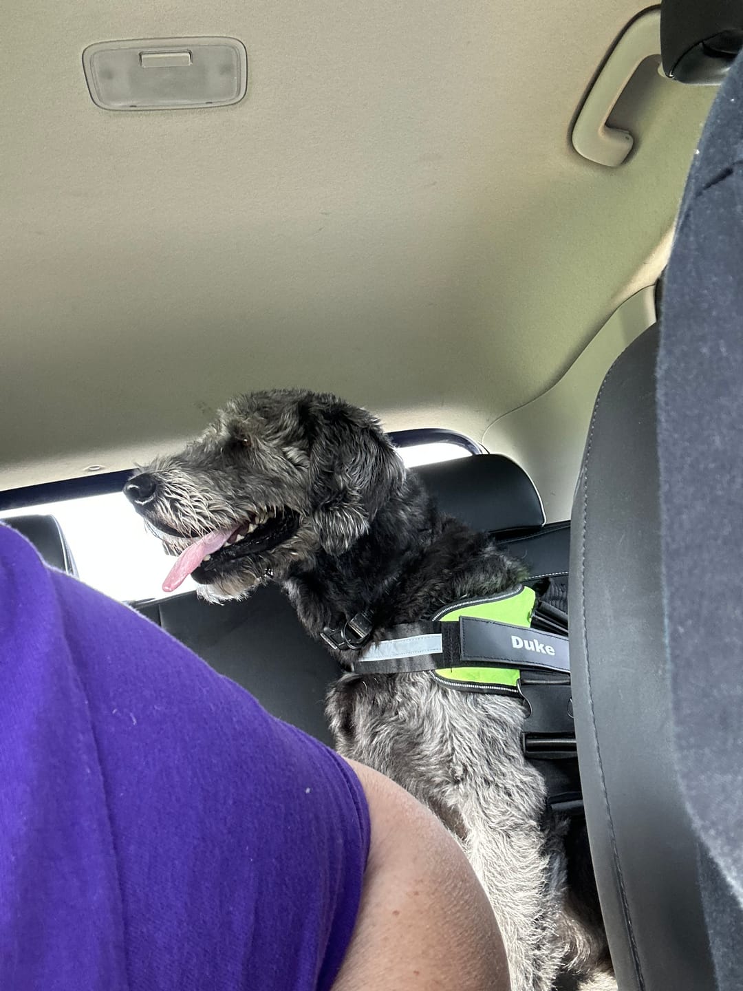 Customer photo review of Dogshood ™ No Pull Harness