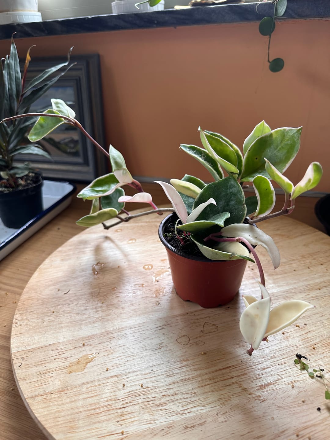 Customer photo review of Hoya carnosa 'Krimson Queen'