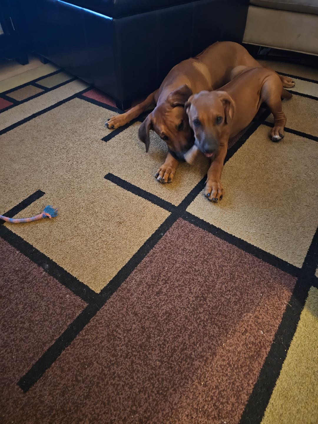 Customer photo review of Super Bull Sticks