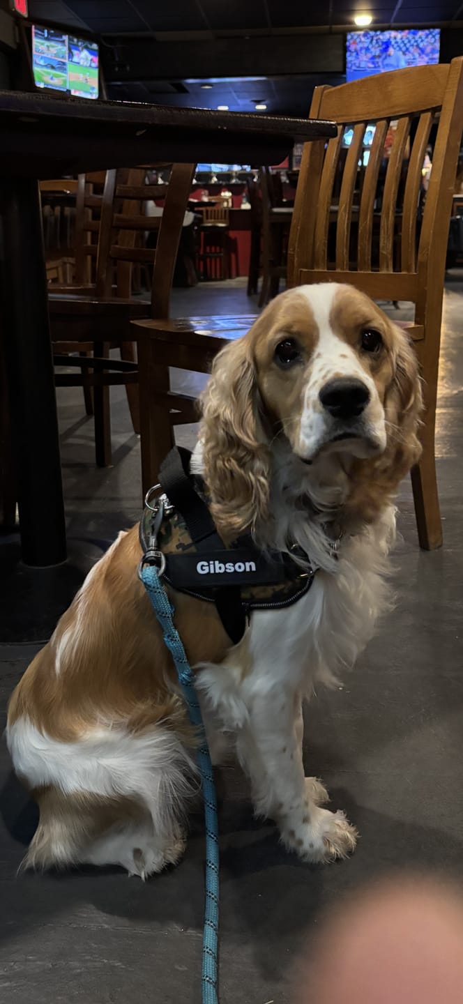 Customer photo review of Dogshood ™ No Pull Harness